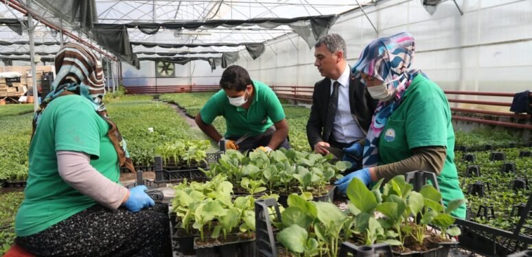 Gölbaşı Belediyesi vatandaşlara organik fide dağıtıyor