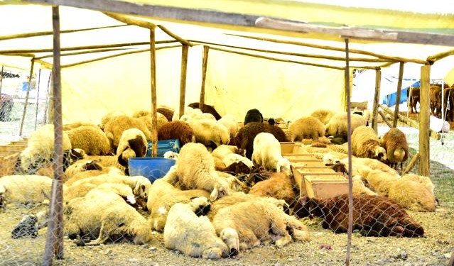 Mamak’ta Kurban Şatışları Başladı
